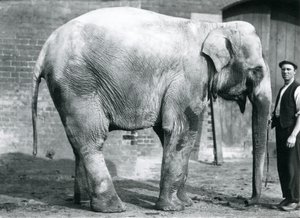 Una elefanta india 